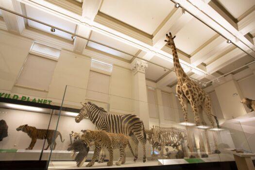 Wild Planet gallery in the historic Barnet Wing. The museum the week before reopening on Nov. 23, 2020 in Sydney, Australia.<br/>(Supplied by Australian Museum)