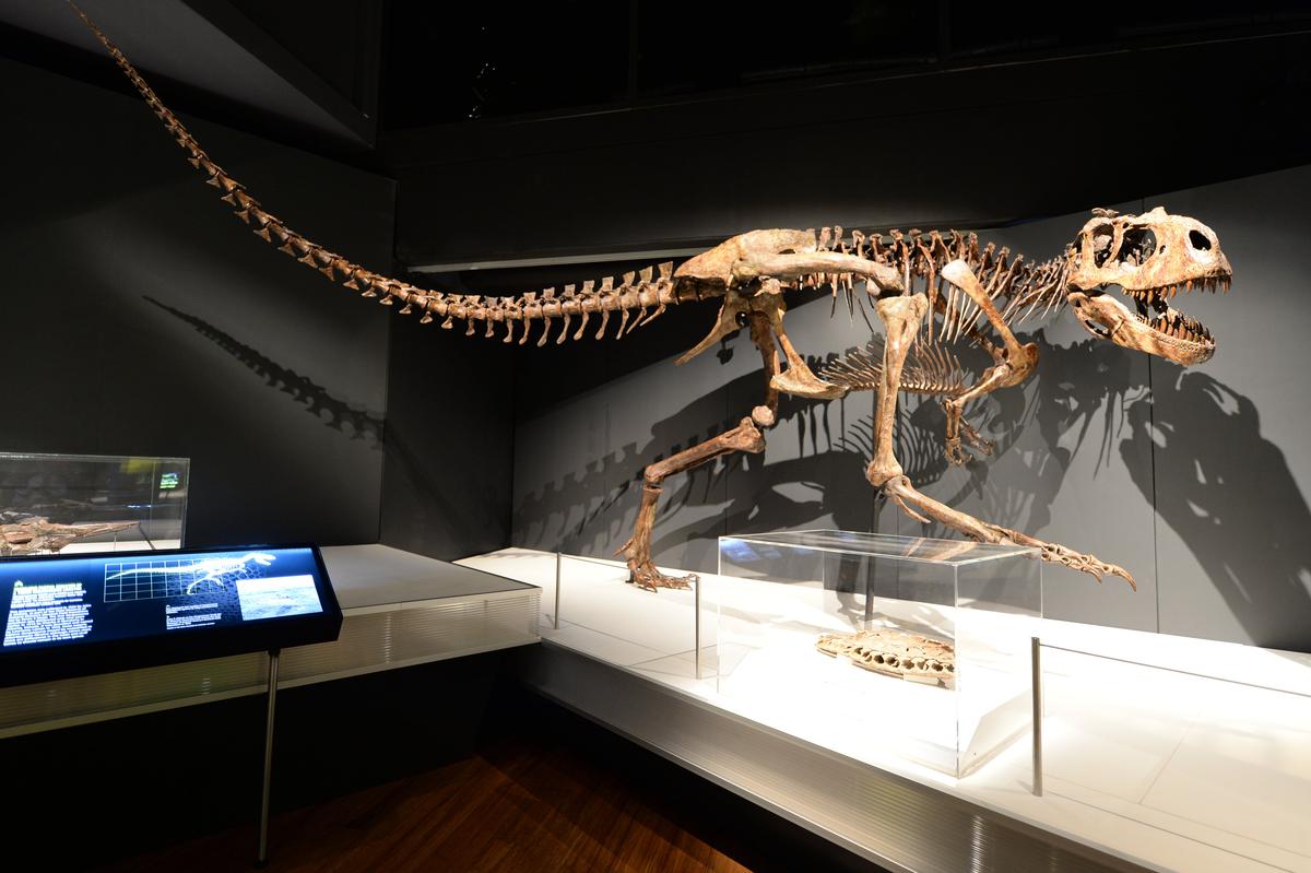 New-Look Australian Museum Reopens Free of Charge