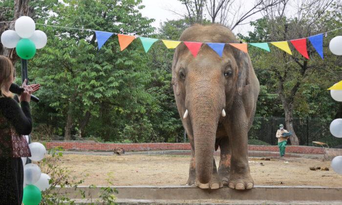 The ‘World’s Loneliest Elephant’ All Set to Leave Pakistan for a New Life in Cambodia
