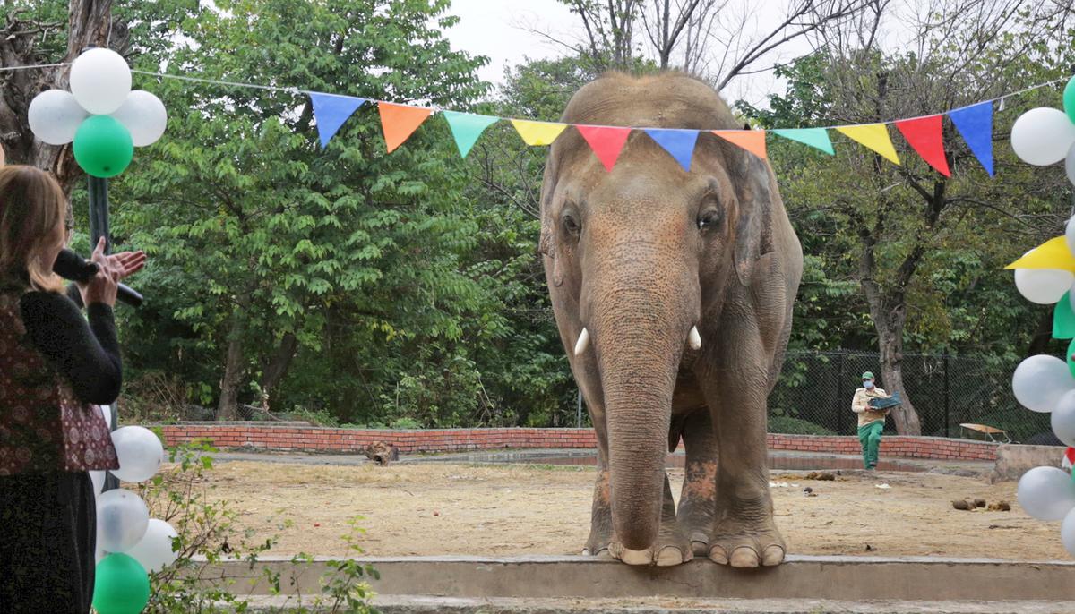 The 'World's Loneliest Elephant' All Set to Leave Pakistan for a New Life in Cambodia