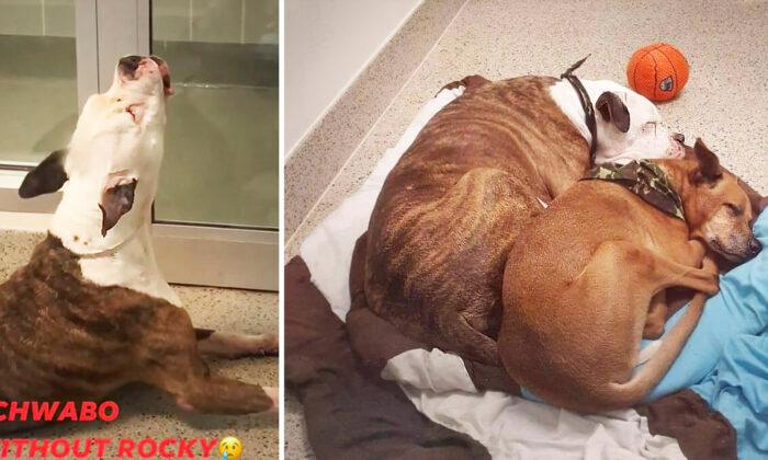 Video of Surrendered Dog ‘Crying’ After Being Separated From His Best Friend Goes Viral