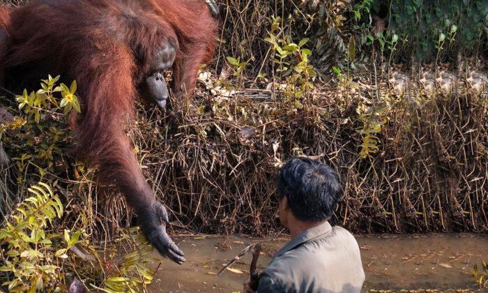 Heartwarming Moment an Orangutan Extends Helping Hand to Guard Clearing Snakes From River