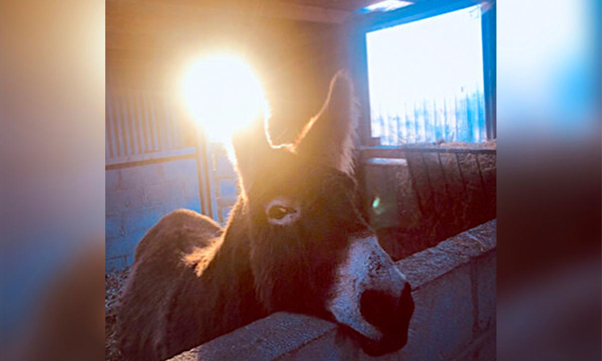 Donkey Cruelly Brutalized by 20 Kids Rescued in Ireland, Heals With Furry Friends at Sanctuary