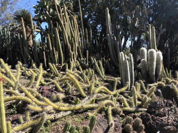 The Cactus Garden at the Huntington Library, Art Museum, and Botanical Gardens in San Marino, Calif., features many varieties of cacti and succulents. (Courtesy of Bill Neely)