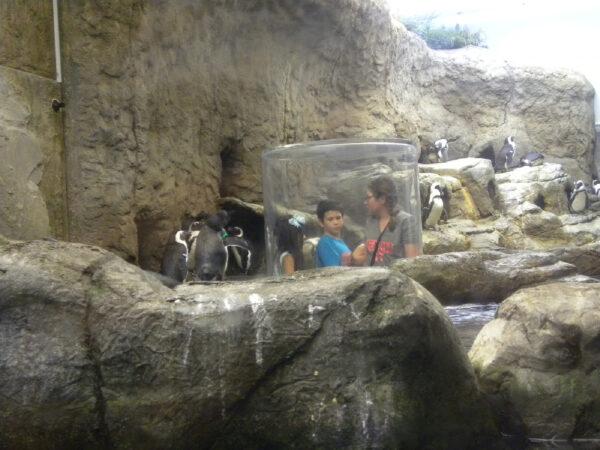 Visitors to the Ripley's Aquarium of the Smokies in Gatlinburg, Tenn., can pop up inside the penguin enclosure for a face-to-face encounter. (Courtesy of Bill Neely)