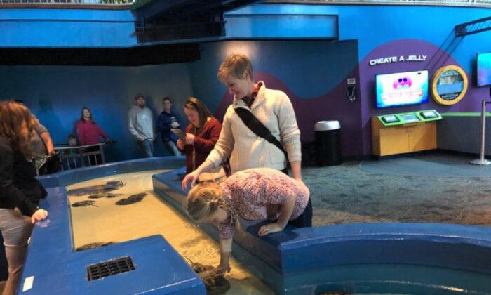 Ripley’s Aquarium of the Smokies Offers a Day Filled With Fun