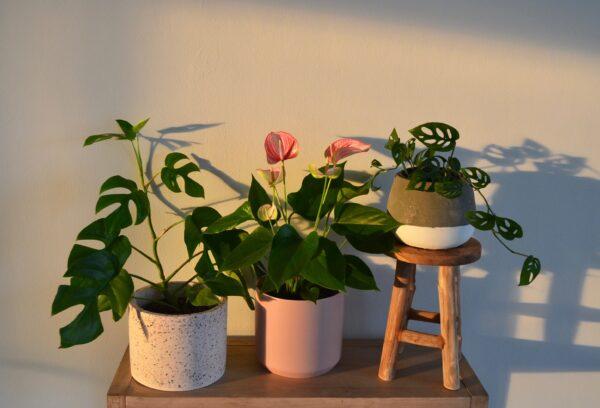 House plants from Outside In. (Courtesy of Outside In)