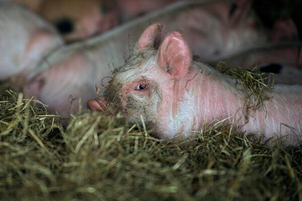 Piglets rest in their sty at Lower Drayton Farm in Penkridge, Staffordshire, on April 15, 2020. (Christopher Furlong/Getty Images)