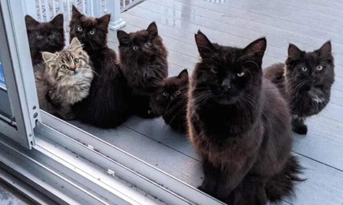Stray Momma Cat Returns to the Woman Who Fed Her With Six Kittens in Tow