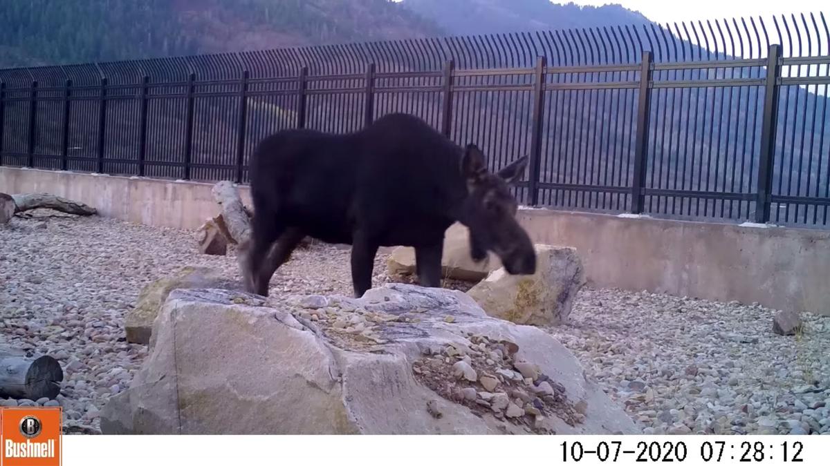 Utah's wildlife overpass over I-80 has seen a variety of animals using it, including moose, deer, and bears. (Courtesy of Utah Division of Wildlife Resources)