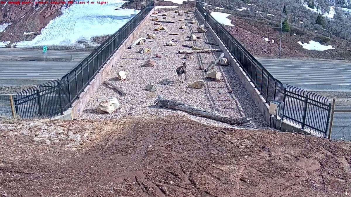 Animals cross over a special bridge designed for them in Utah. (Courtesy of Utah Division of Wildlife Resources)