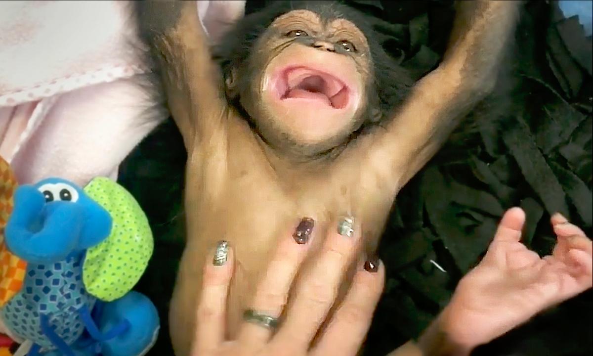 Video of 11-Week-Old Chimp Being Tickled and Laughing at Maryland Zoo Goes Viral