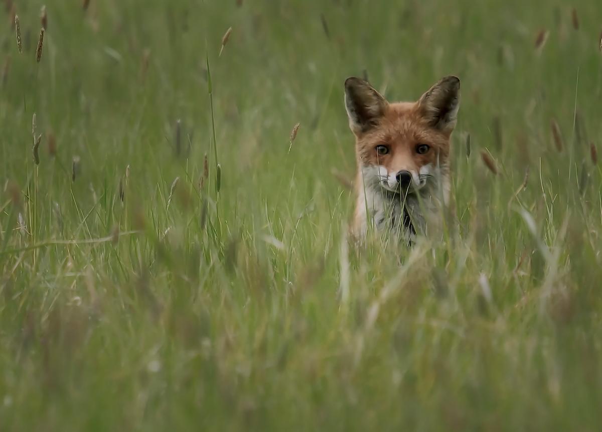 Friday Night Fox. (Courtesy of Sean Stones via <a href="https://sussexwildlifetrust.org.uk/">Sussex Wildlife Trust</a>)