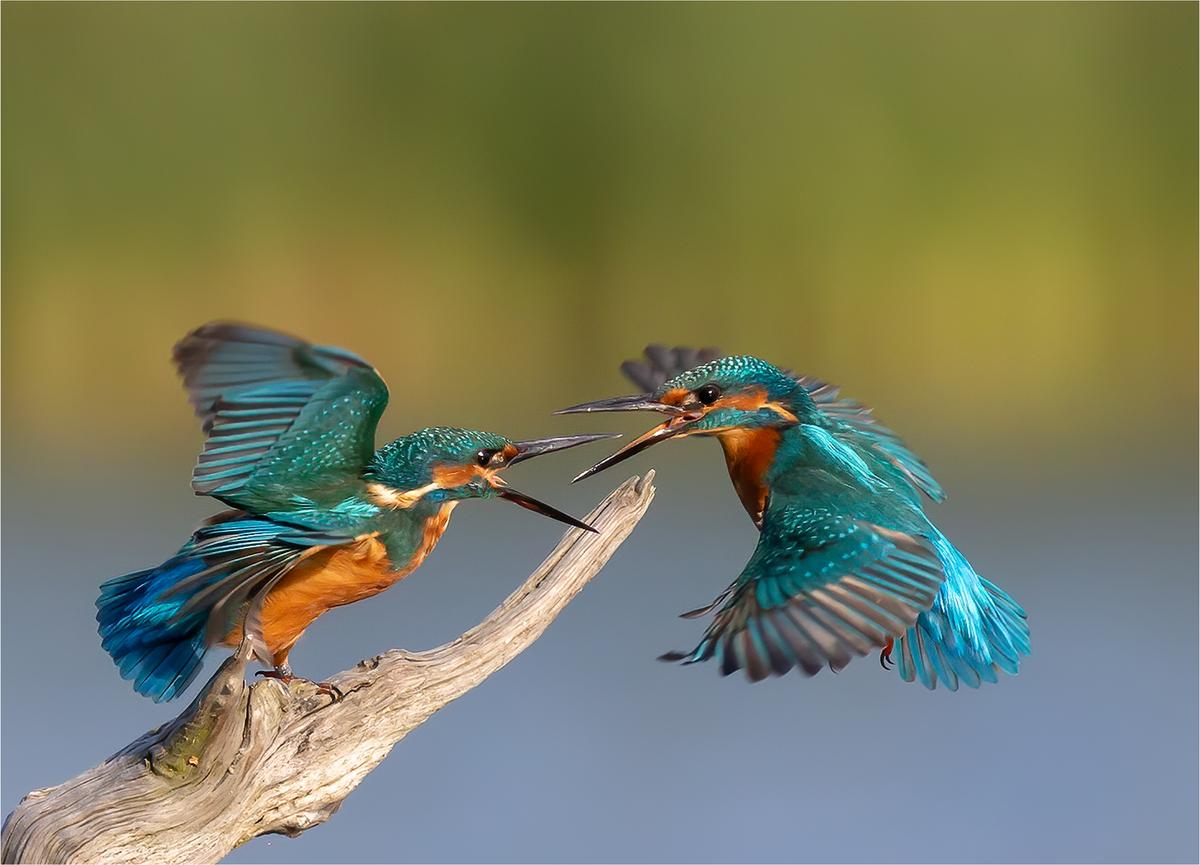 Kingfisher Confrontation. (Courtesy of Michael J Vickers via <a href="https://sussexwildlifetrust.org.uk/">Sussex Wildlife Trust)</a>