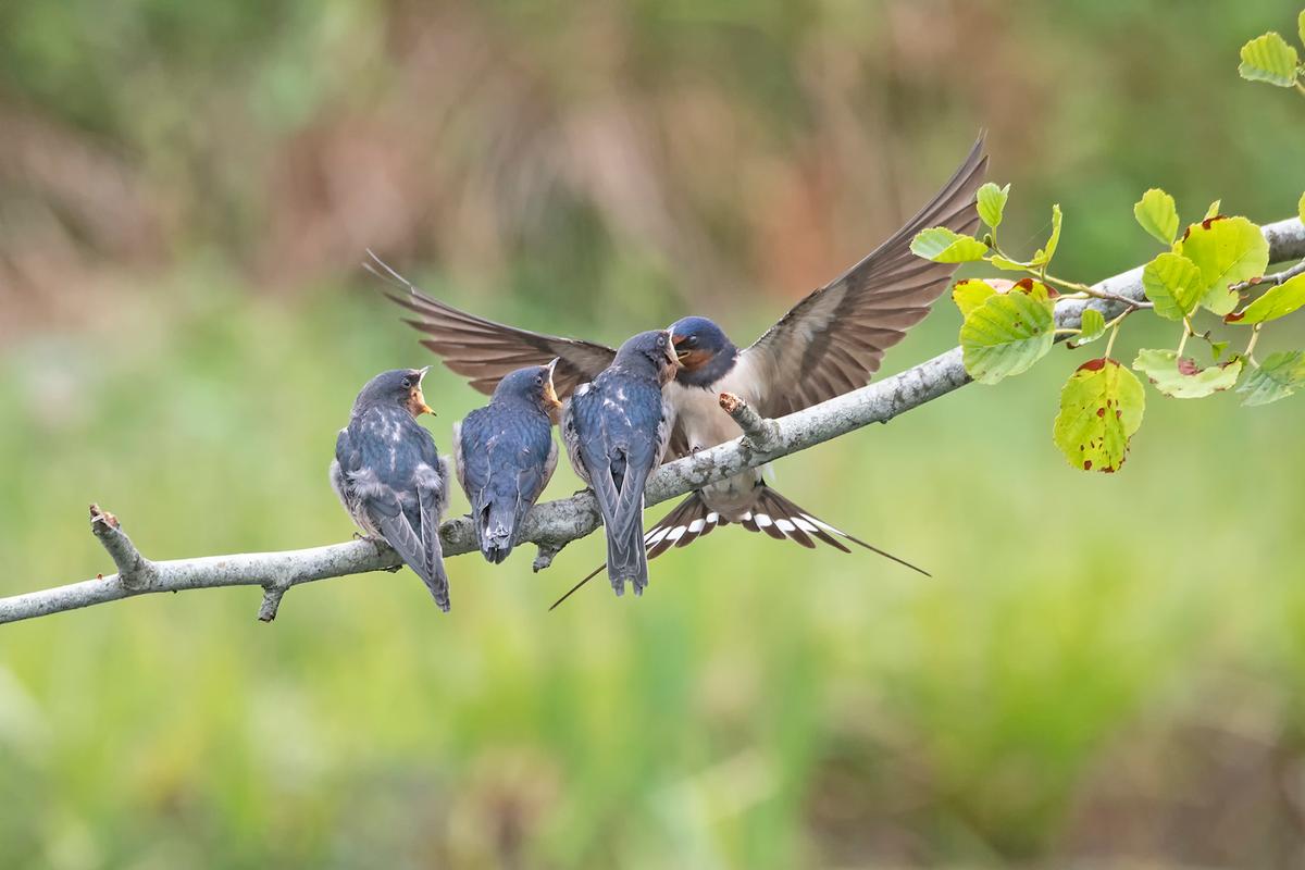 Swallow Feeding Young. (Courtesy of Phil Winter via <a href="https://sussexwildlifetrust.org.uk/">Sussex Wildlife Trust</a>)