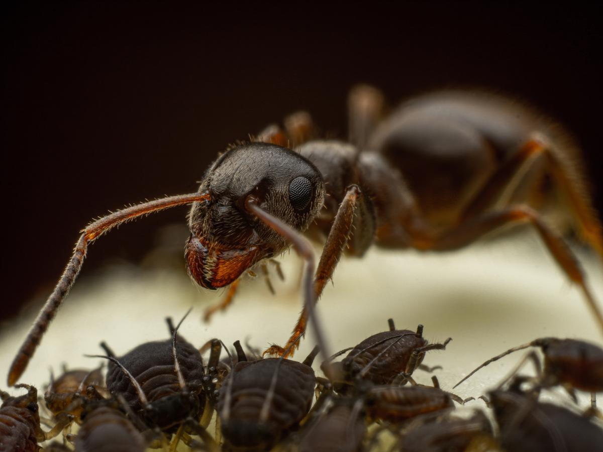 Ant and Aphids. (Courtesy of Paul Boyland via <a href="https://sussexwildlifetrust.org.uk/">Sussex Wildlife Trust</a>)