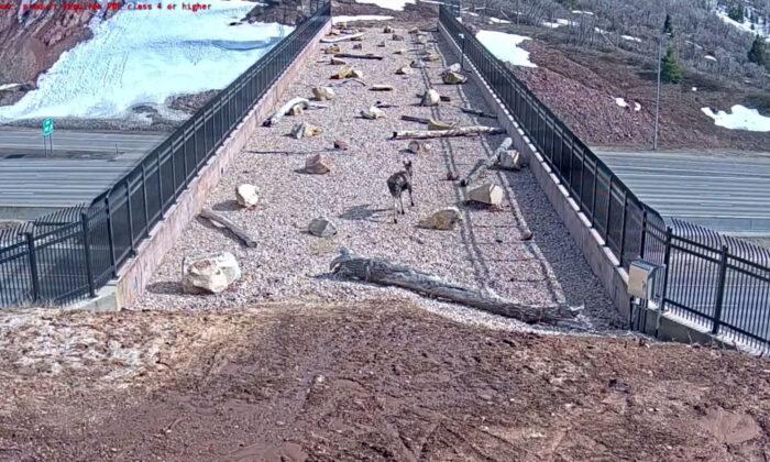 Utah’s First Purpose-Built Wildlife Overpass a Success as Many Animals Spotted Using it