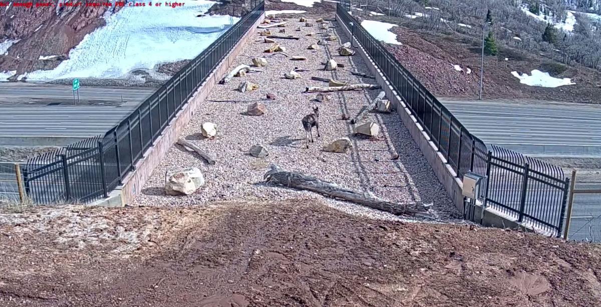Utah's First Purpose-Built Wildlife Overpass a Success as Many Animals Spotted Using it