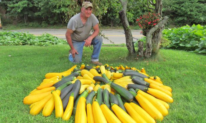 Man Grows Food on Traffic Island, Has Donated 20,000 Pounds of Produce to People in Need