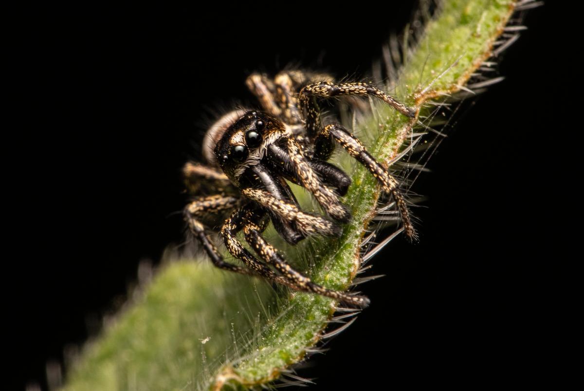 Jumping Spider. (Courtesy of Matthew Hamer via <a href="https://sussexwildlifetrust.org.uk/">Sussex Wildlife Trust</a>)