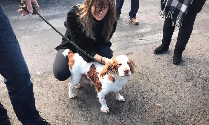 Couple’s Cocker Spaniel Stolen for Breeding Reunited With Owners Over 6 Years Later