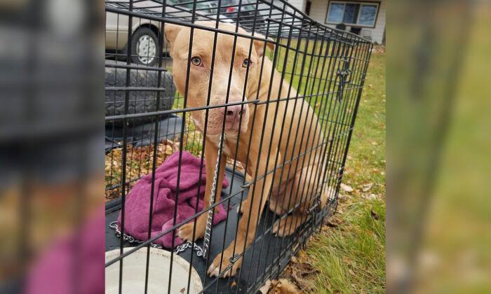 Abandoned Dog in Crate With Bag of Food Found on a Road, Michigan Woman Says, Finds New Home