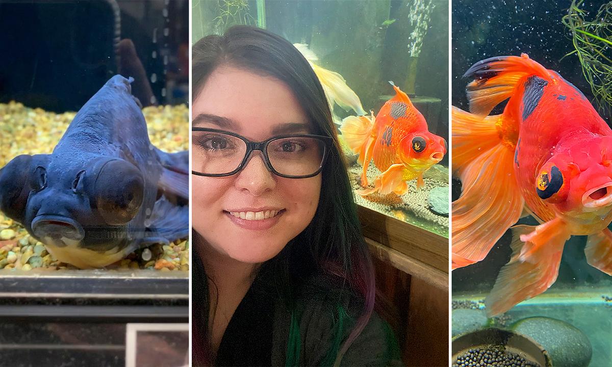 Neglected 10-Year-Old Goldfish Turned Black–but Transforms After Rescuer Nurses Him Back to Health