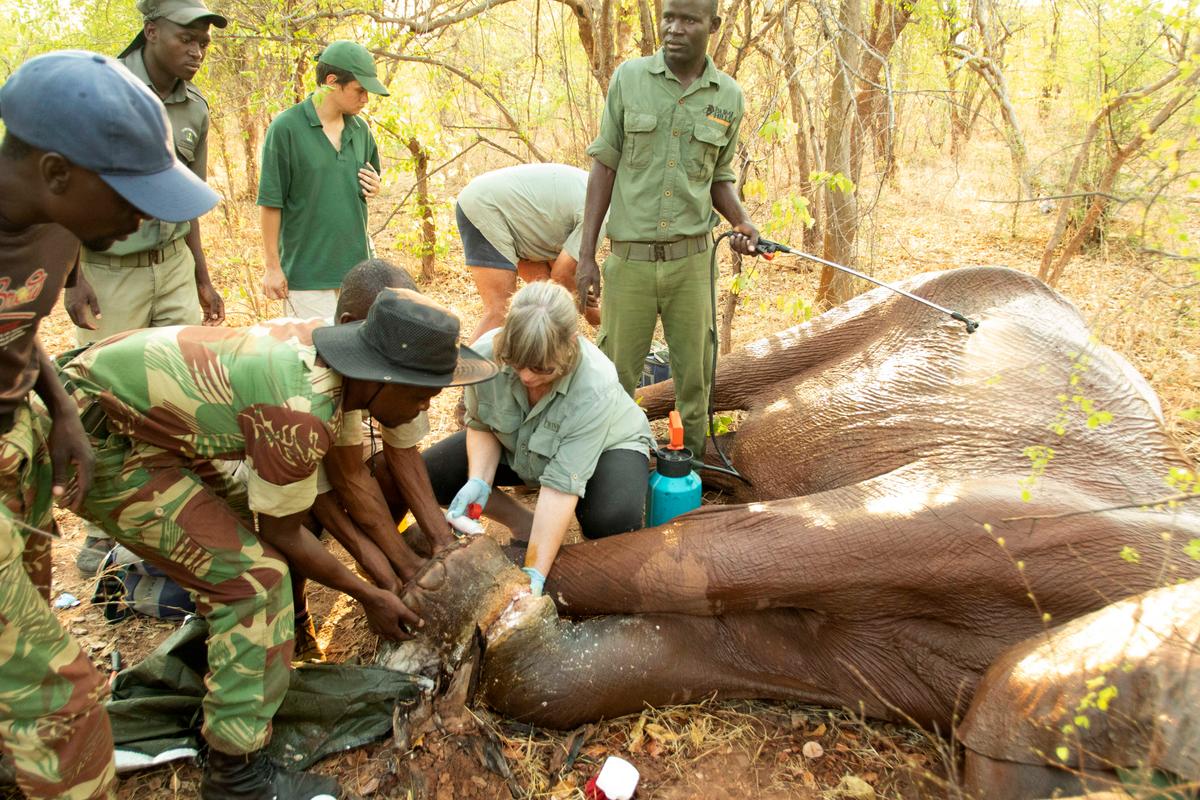 Catherine Norton (C) along with the wildlife rescue team helping an elephant with a hunter's snare attached to its leg. (Caters News)