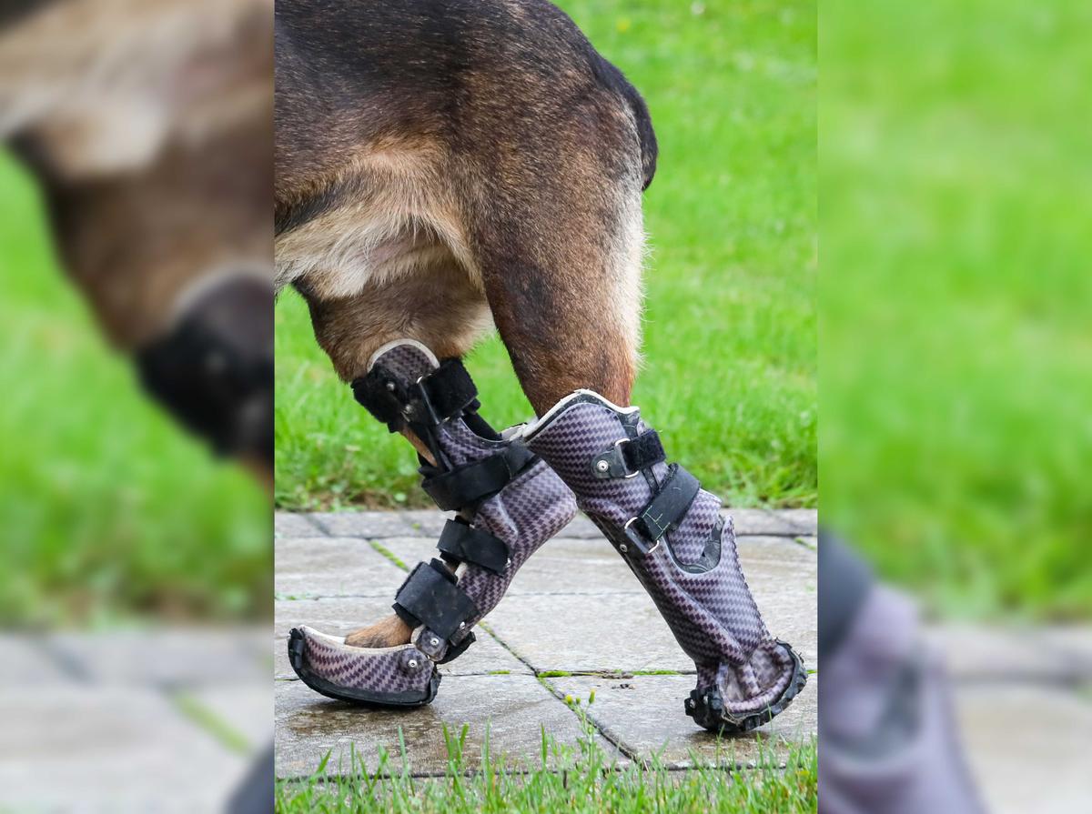 Kuno’s rear paws had to be amputated to prevent life-threatening infection. But now he is thriving after becoming the first UK military working dog to be fitted with custom-made prosthetic limbs. (Courtesy of <a href="https://www.pdsa.org.uk/">PDSA</a>)