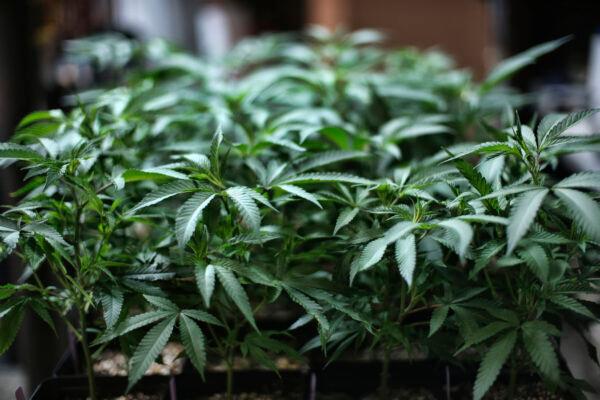 Marijuana grows at an indoor cannabis farm in Gardena, Calif., on Aug. 15, 2019. (Richard Vogel/AP Photo)