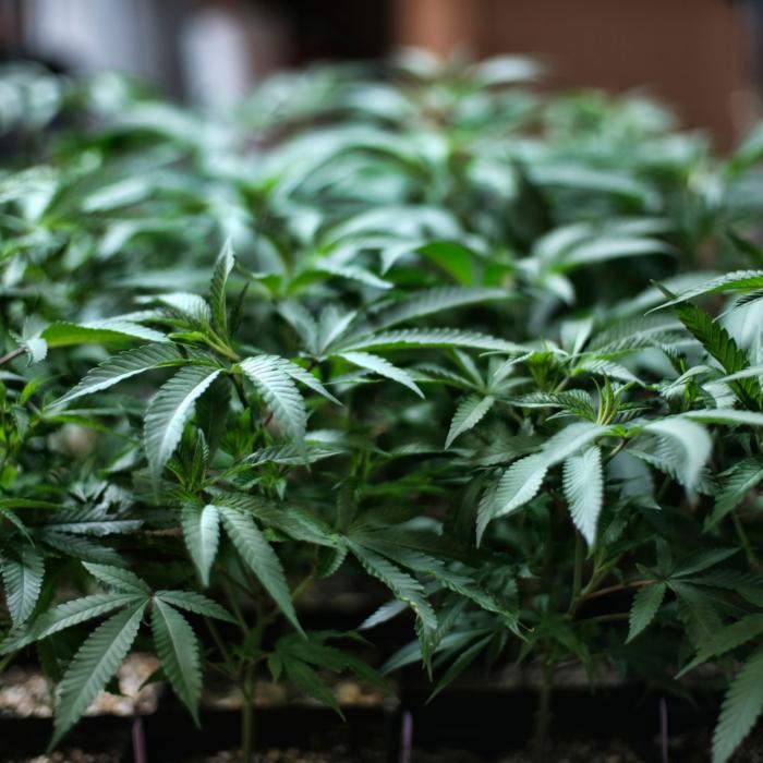 Maine Regulators Deny Proposal to Use Energy Bills to Detect Marijuana Farms