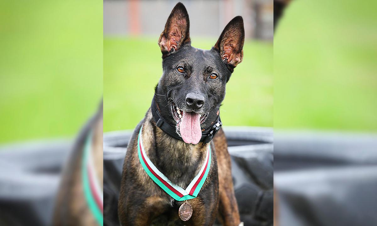 British Special Forces K9 Receives Medal of Valor for Taking On Al-Qaeda Insurgents During Ambush