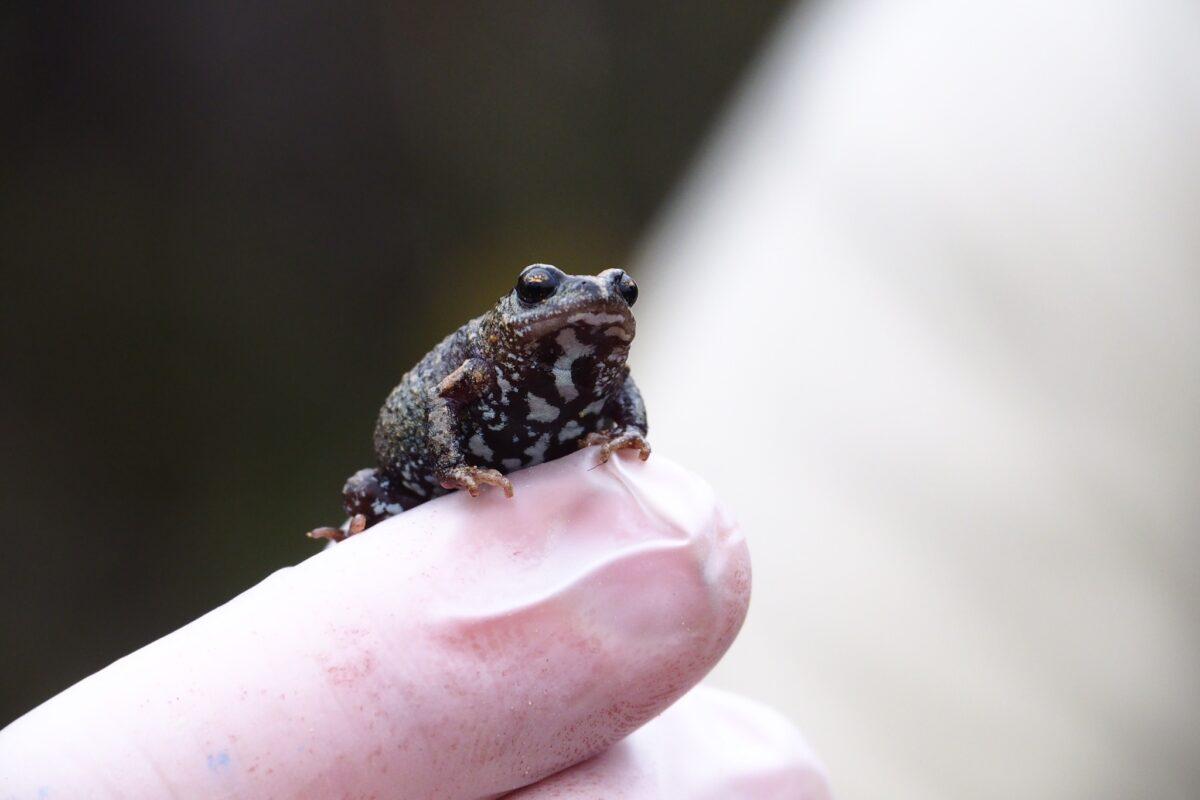 A Bibrons toadlet. (Ashlee Benc/Kangaroo Island Land For Wildlife)