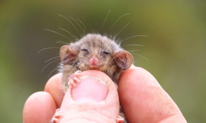 World’s Smallest Pygmy Possum Discovered One Year After Bushfires