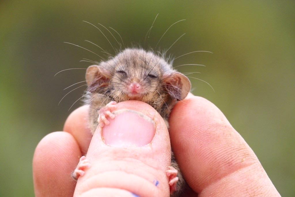 World's Smallest Pygmy Possum Discovered One Year After Bushfires