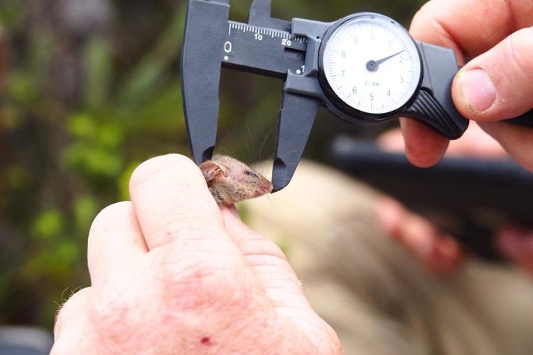 Measuring little pygmy possum. (Ashlee Benc/Kangaroo Island Land For Wildlife)