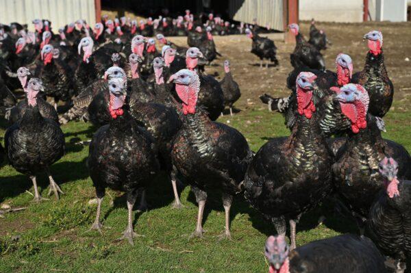 Bronze turkeys are seen at a farm in southern England, on Oct. 14, 2020. (Glyn Kirk/AFP via Getty Images)