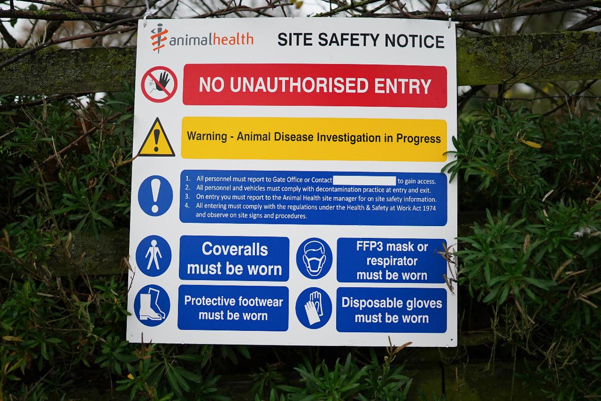 Highly Infectious Strain of Bird Flu Found on Two More English Turkey Farms