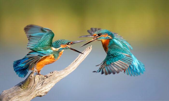 Stunning Photo of Kingfishers in Flight Wins Sussex Wildlife Trust Photo Calendar Competition