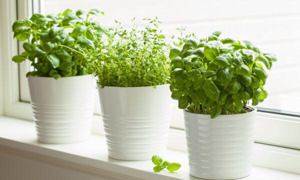 In winter, growing herbs indoors can be an easy way to keep fresh local greenery in your life. (Olga Miltsova/Shutterstock)