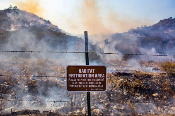 Smoke arises from the land in a protected habitat restoration area amid the Bond Fire in Silverado Canyon, Calif., on Dec. 3, 2020. (John Fredricks/The Epoch Times)