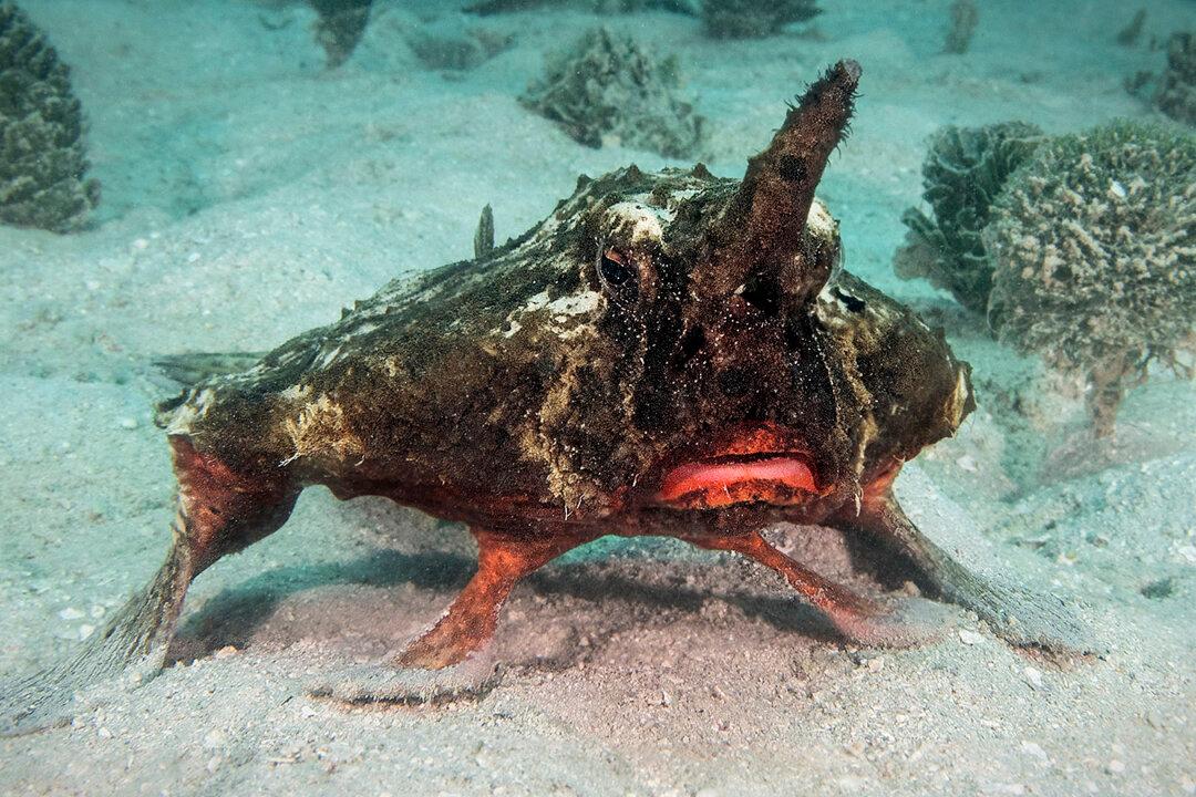 Diver Records Strange Shortnose Batfish ‘Walking’ With Its Fins Along Ocean Floor in Caribbean