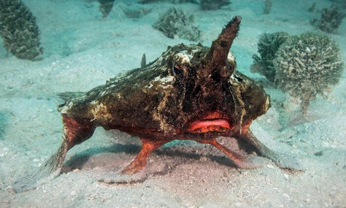 Diver Records Strange Shortnose Batfish ‘Walking’ With Its Fins Along Ocean Floor in Caribbean