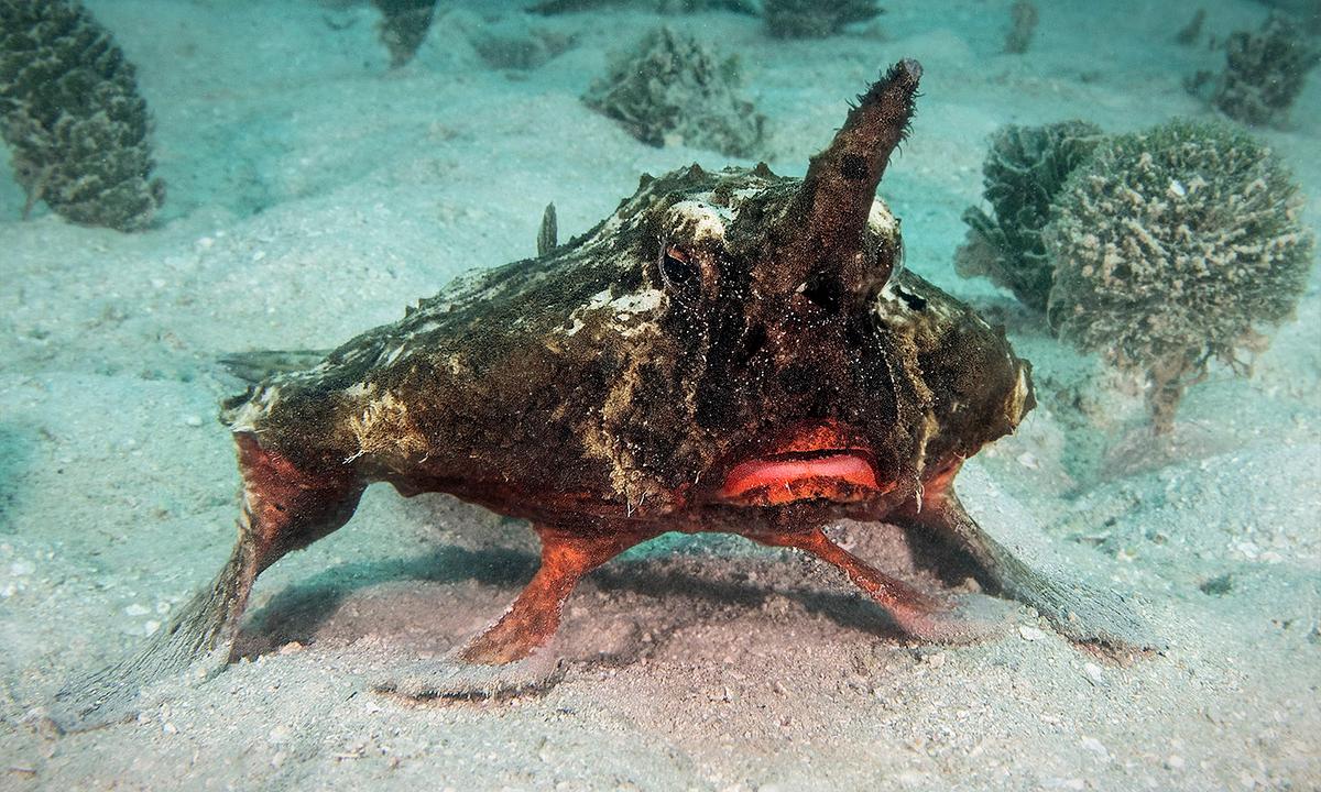 Diver Records Strange Shortnose Batfish 'Walking' With Its Fins Along Ocean Floor in Caribbean