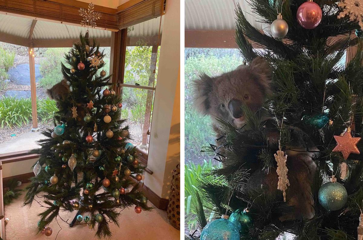 An adorable festive koala had broken into an unsuspecting couple's home and set up camp in their Christmas tree. (Caters News)