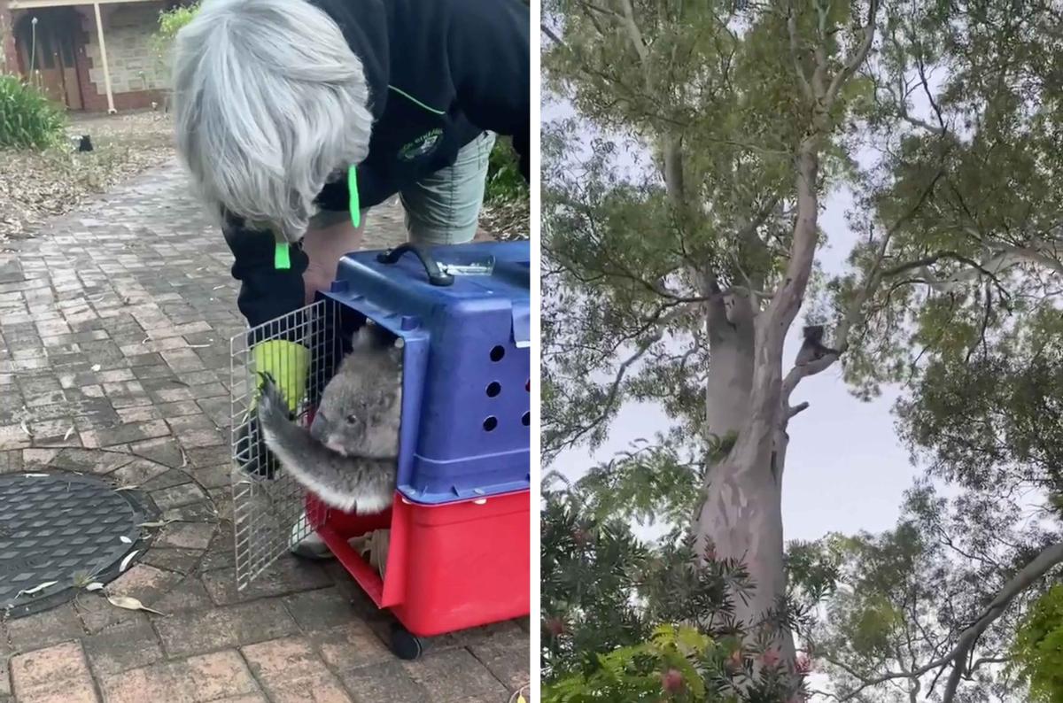 Their adorable visitor was then taken outside by a koala rescue team and is now happily back outside chewing on gum leaves. (Caters News)