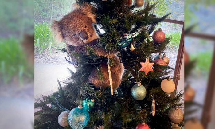 Australian Woman Discovers Wayward Koala Hanging Out in Her Christmas Tree, Snaps Photo