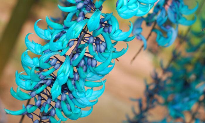 Jade Vine: An Exotic Heavenly Decoration Your Garden Has Been Looking For