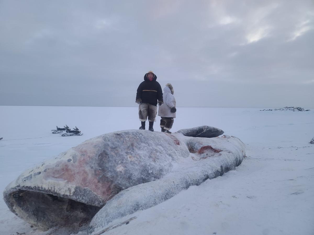 Lenny Panigayak's nephew, Andrew Panigayak, (L) and 70-year-old dad (R) standing on the frozen bowhead whale (Isaac Panigayak). (Courtesy of <a href="https://www.facebook.com/lenny.panigayak">Lenny Panigayak</a>)