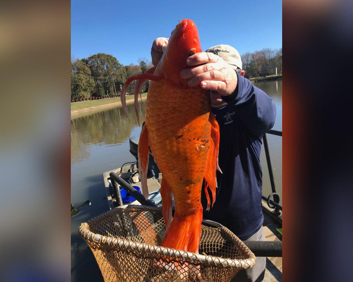 This massive goldfish was found in a South Carolina lake then released back into the water. (Courtesy of Ty Houck)
